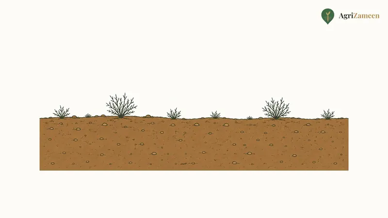Uncultivated (banjar) land