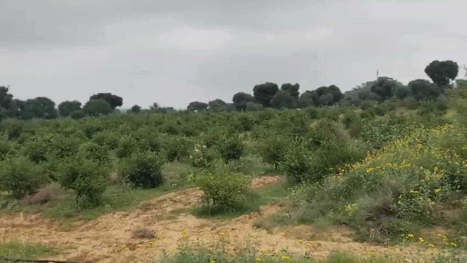 Young orchard trees on farmland in the belt