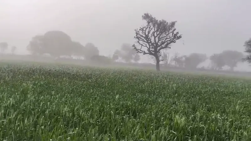A wheat field on a hazy morning